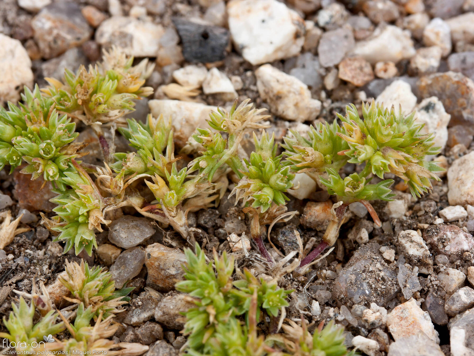 Scleranthus polycarpos - Hábito | Miguel Porto; CC BY-NC 4.0