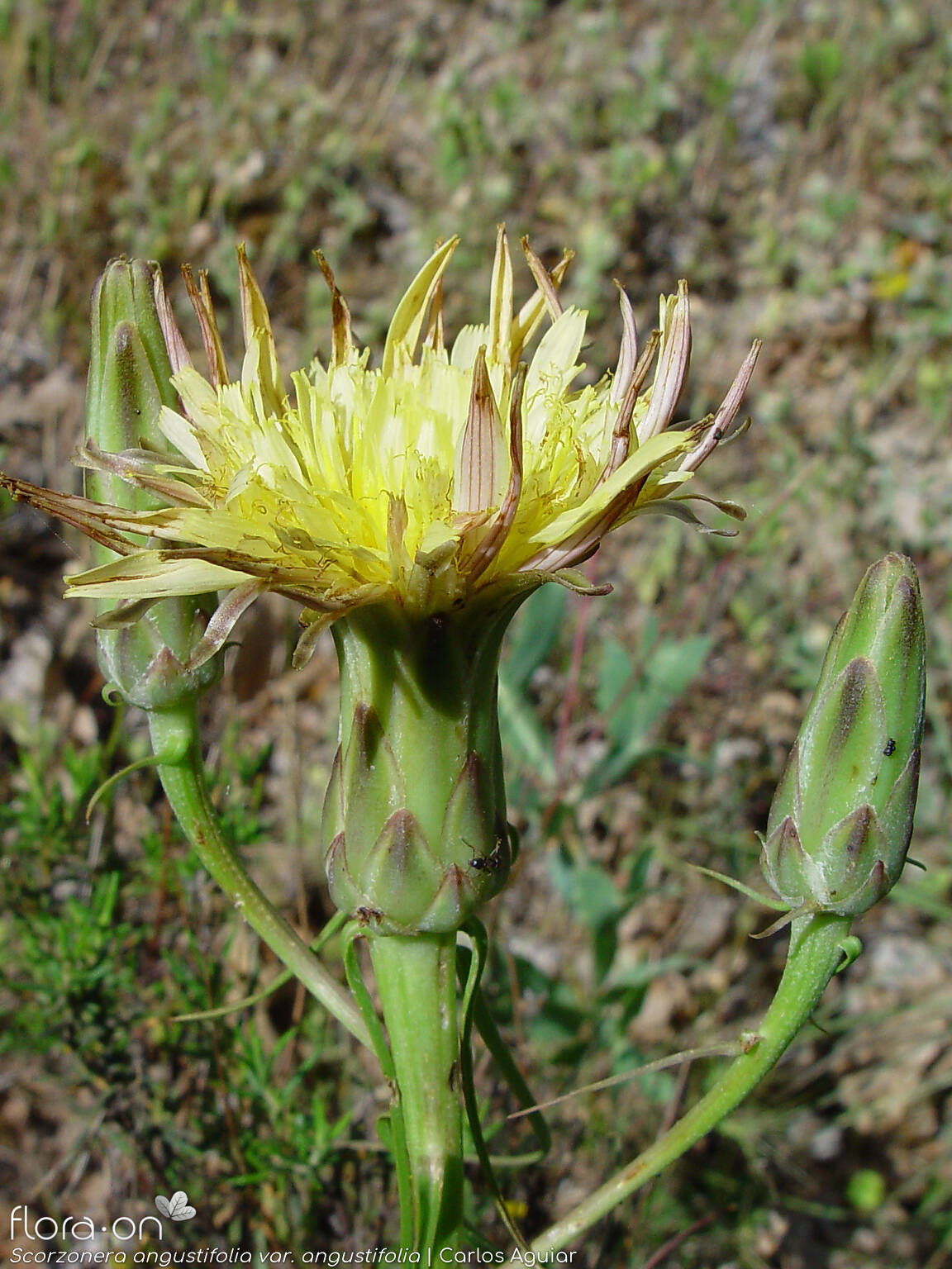Scorzonera angustifolia angustifolia - Capítulo | Carlos Aguiar; CC BY-NC 4.0