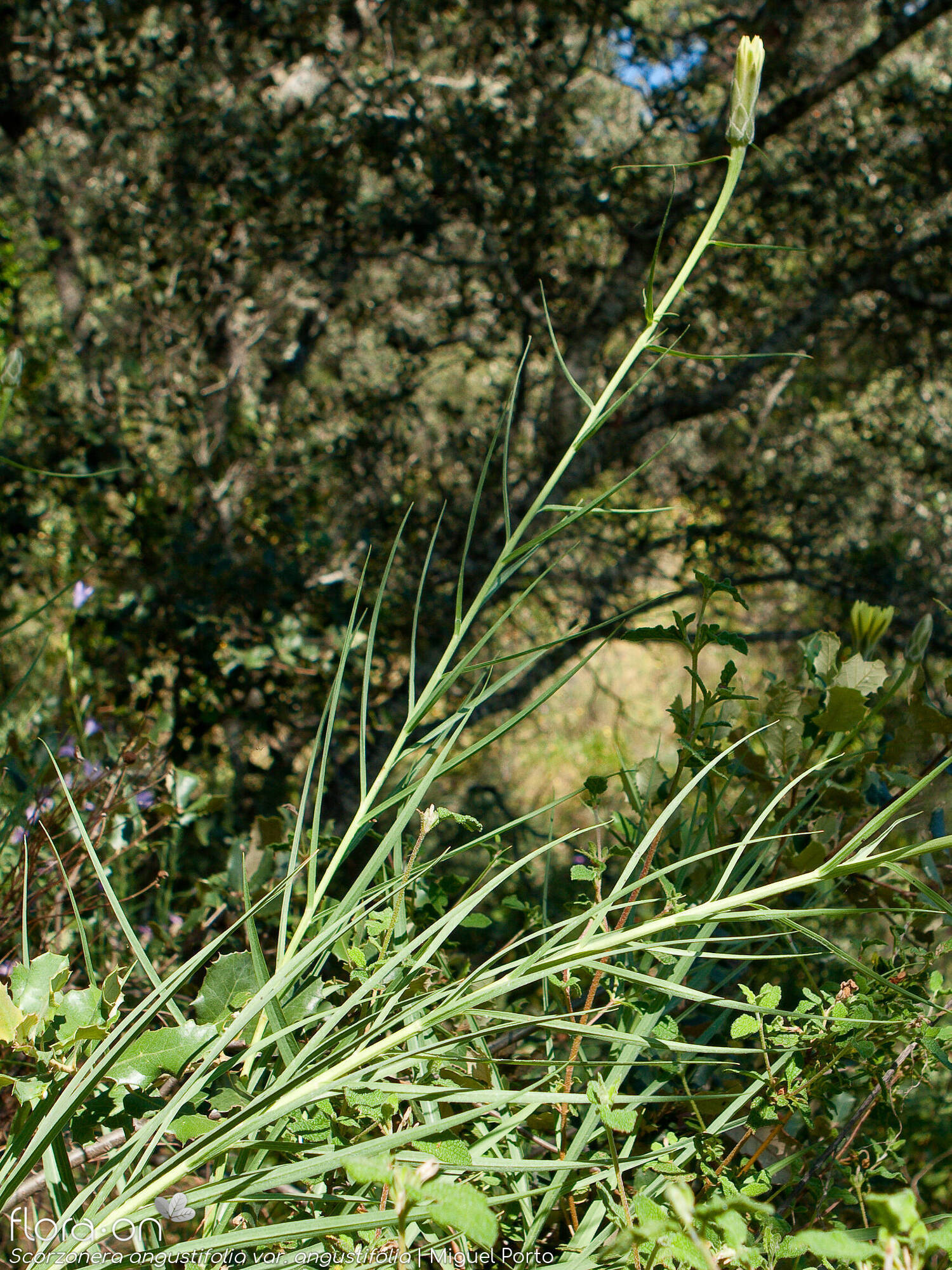 Scorzonera angustifolia angustifolia - Hábito | Miguel Porto; CC BY-NC 4.0