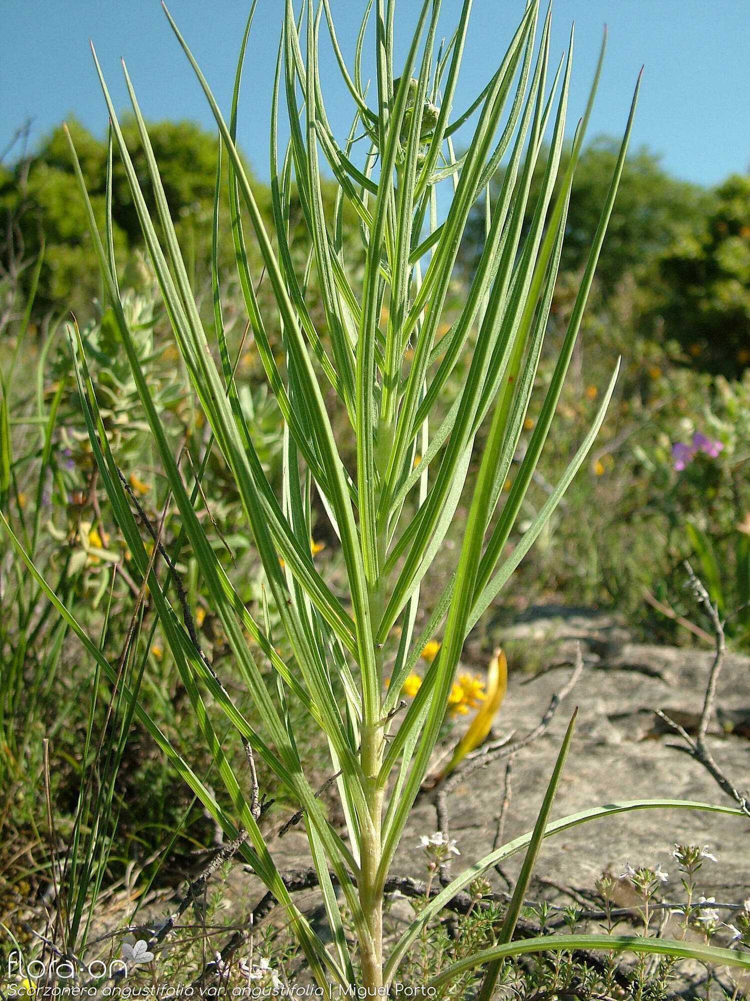 Scorzonera angustifolia angustifolia - Hábito | Miguel Porto; CC BY-NC 4.0