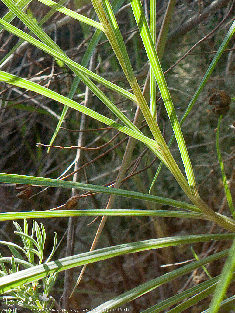 Scorzonera angustifolia angustifolia - Folha | Miguel Porto; CC BY-NC 4.0