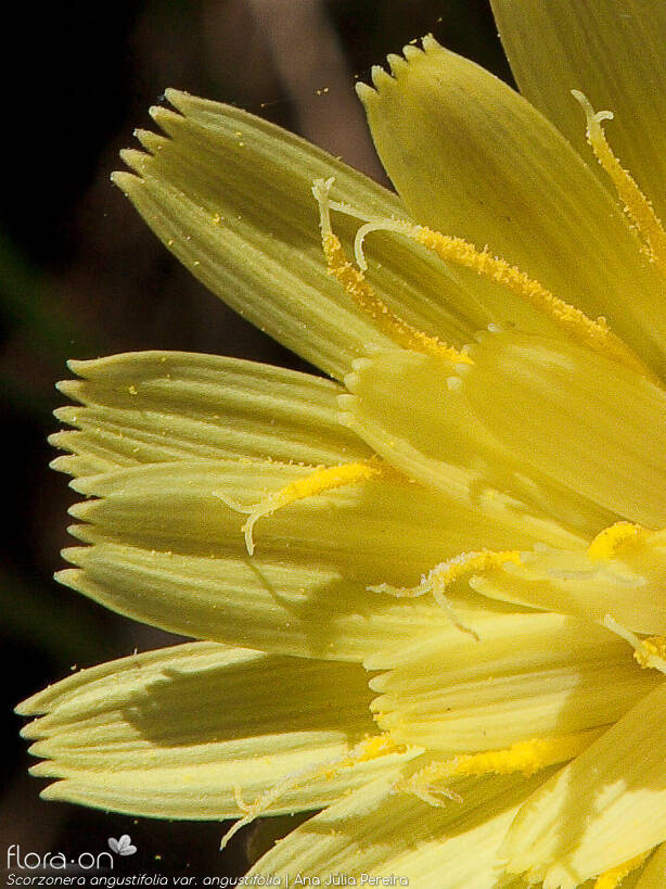 Scorzonera angustifolia angustifolia - Flor (close-up) | Ana Júlia Pereira; CC BY-NC 4.0