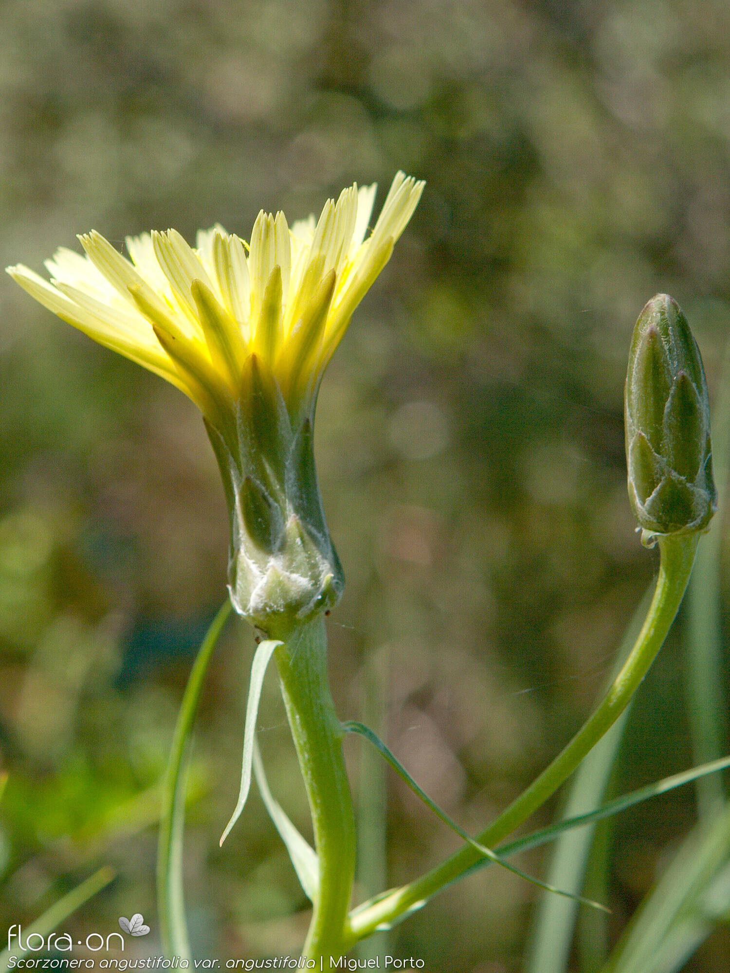 Scorzonera angustifolia angustifolia - Capítulo | Miguel Porto; CC BY-NC 4.0