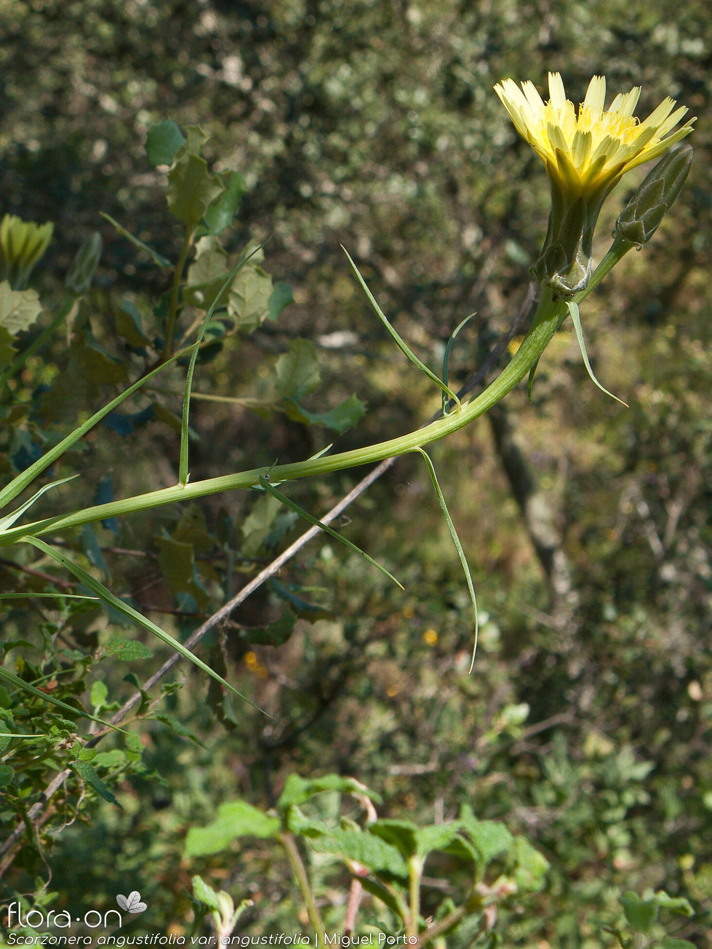 Scorzonera angustifolia angustifolia - Flor (geral) | Miguel Porto; CC BY-NC 4.0
