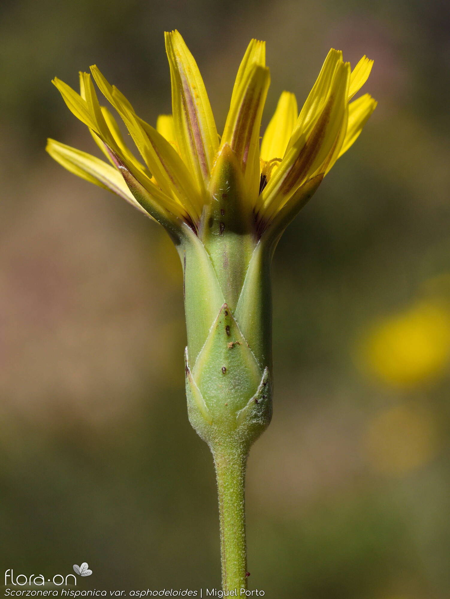 Scorzonera hispanica - Capítulo | Miguel Porto; CC BY-NC 4.0