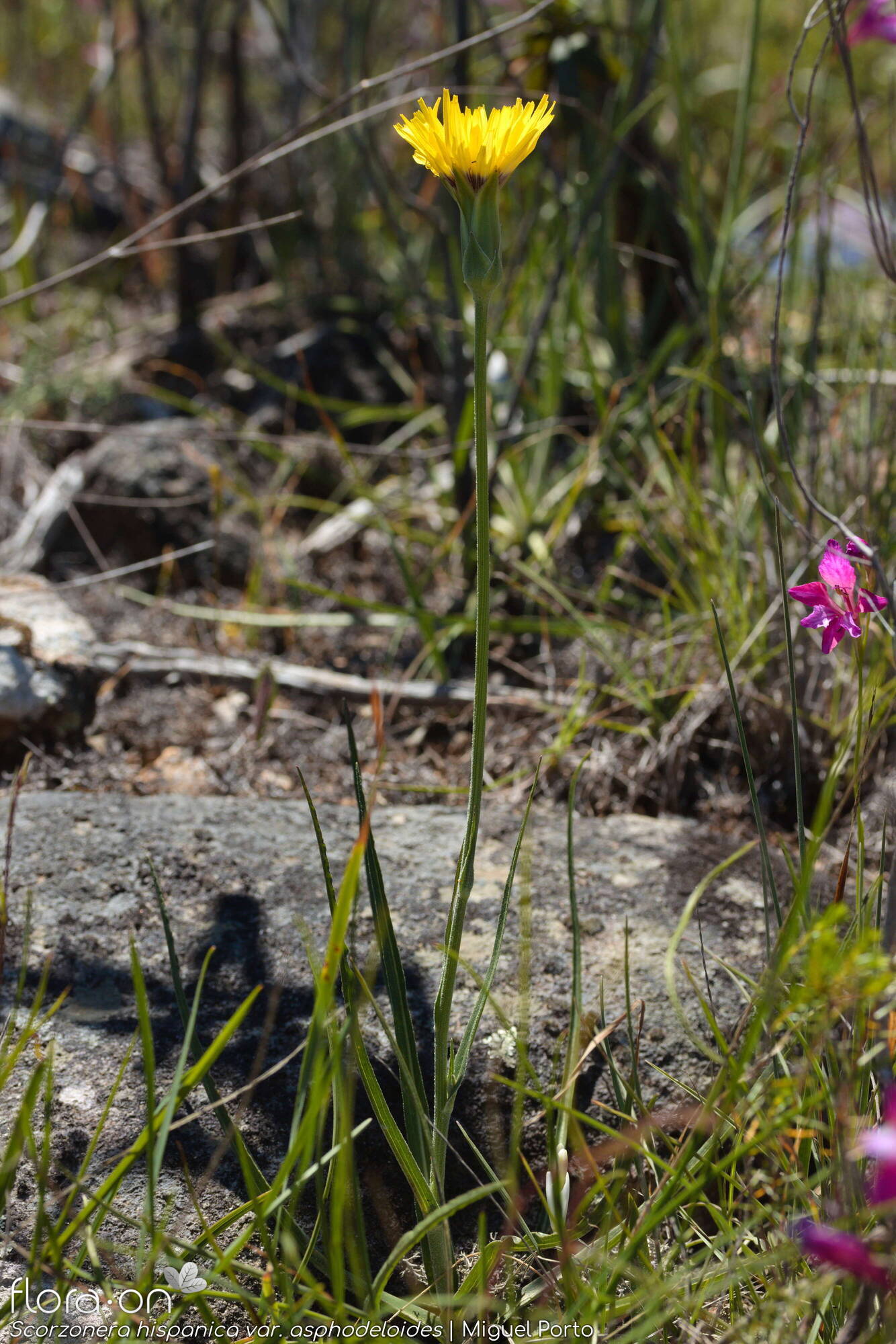 Scorzonera hispanica - Hábito | Miguel Porto; CC BY-NC 4.0