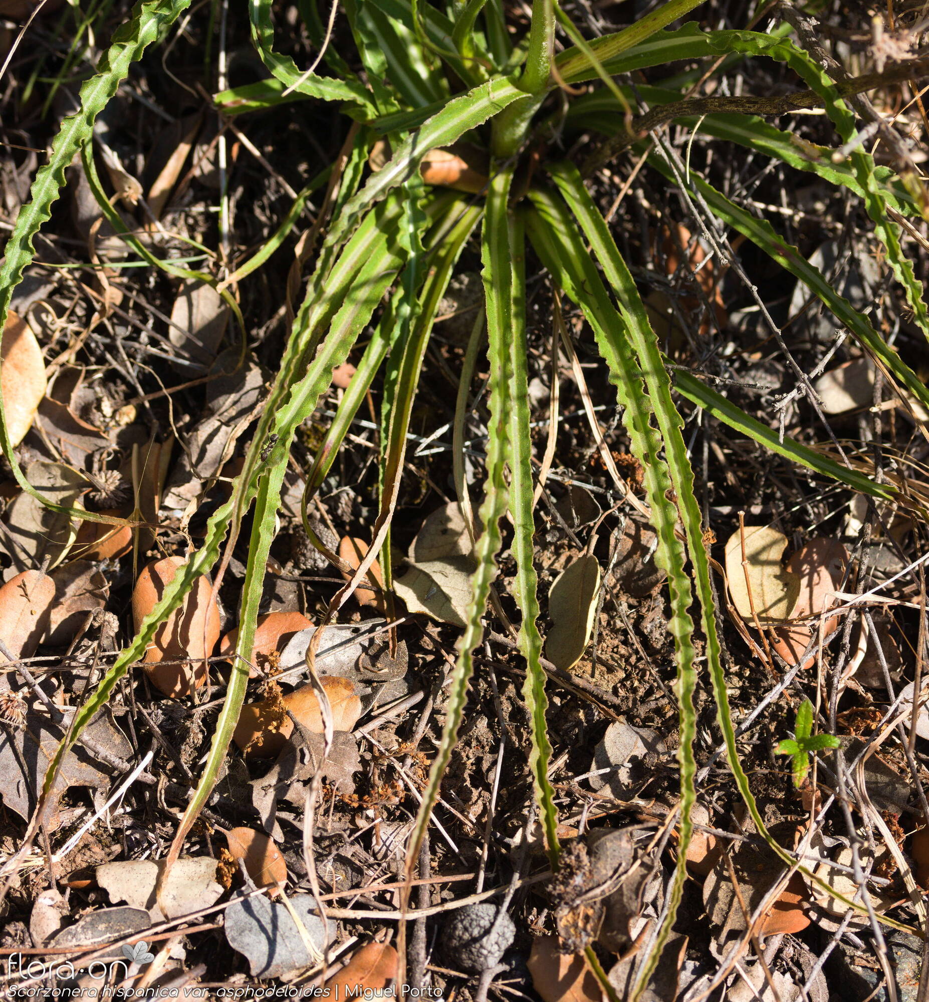 Scorzonera hispanica - Folha | Miguel Porto; CC BY-NC 4.0
