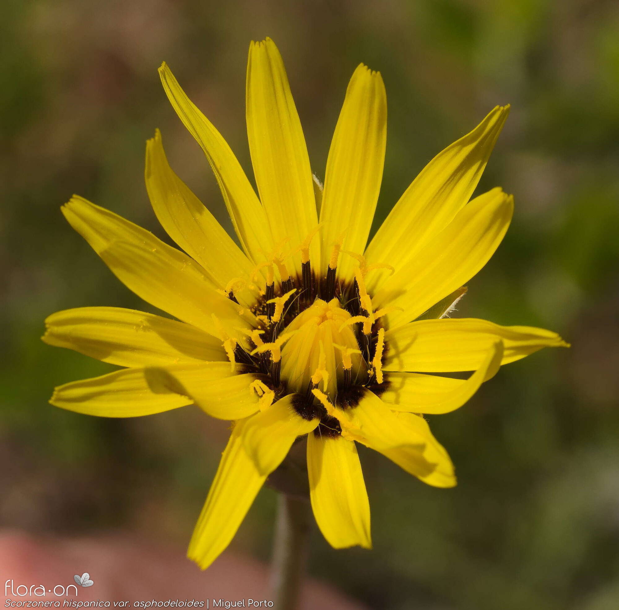 Scorzonera hispanica - Capítulo | Miguel Porto; CC BY-NC 4.0