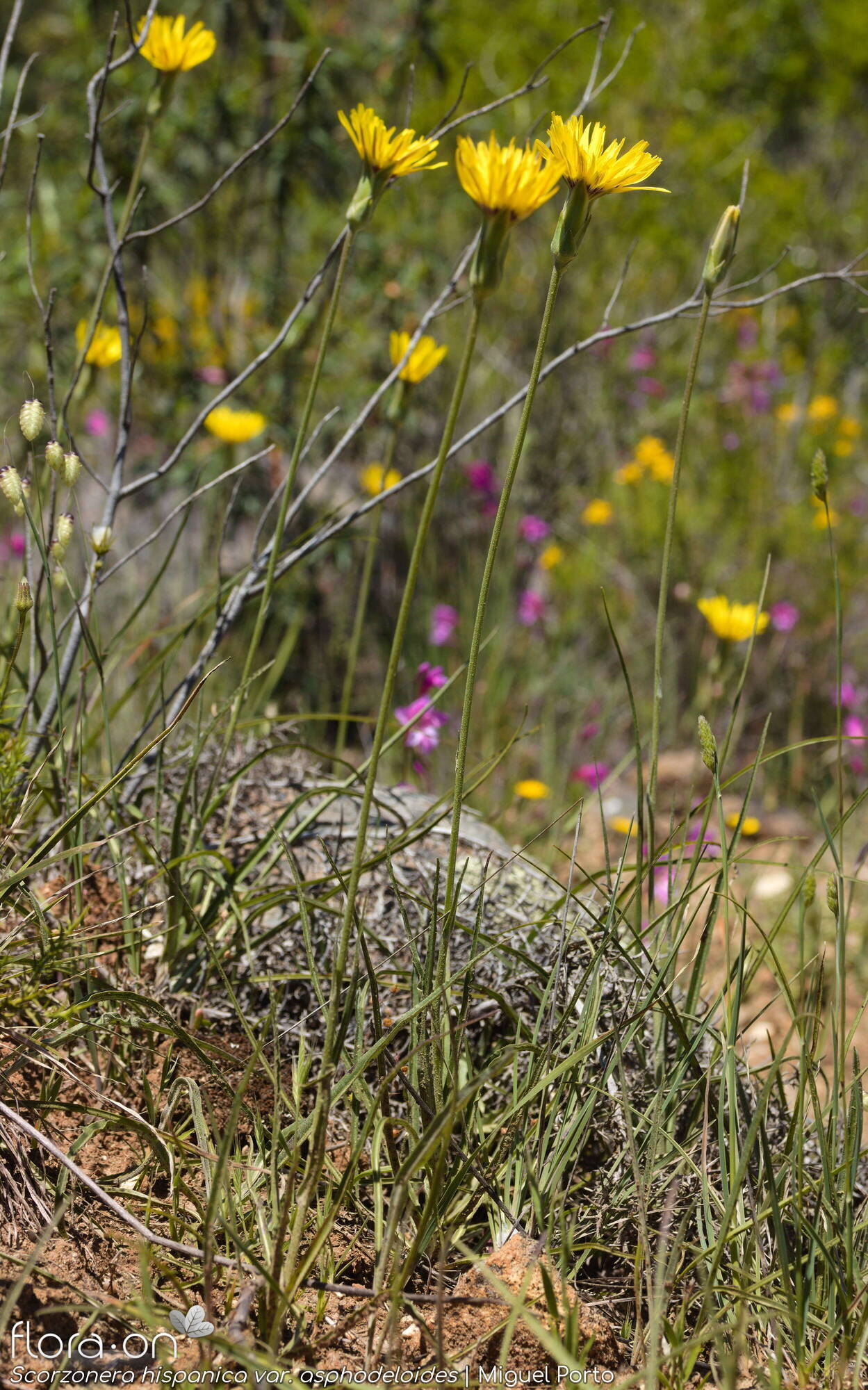 Scorzonera hispanica - Hábito | Miguel Porto; CC BY-NC 4.0