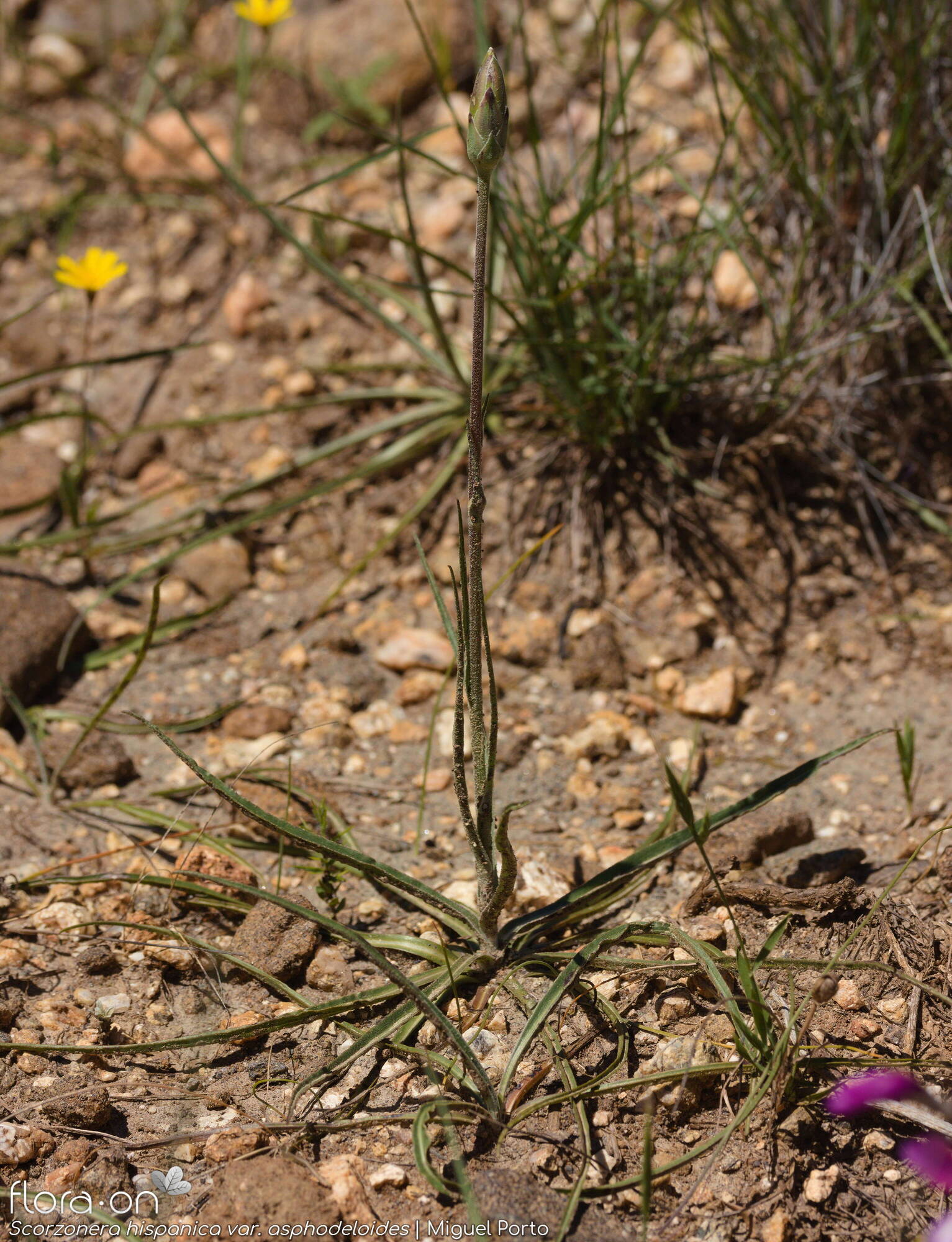 Scorzonera hispanica - Folha (geral) | Miguel Porto; CC BY-NC 4.0