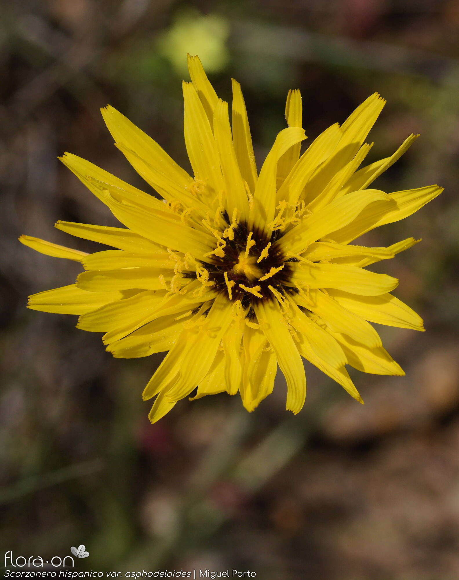 Scorzonera hispanica - Capítulo | Miguel Porto; CC BY-NC 4.0
