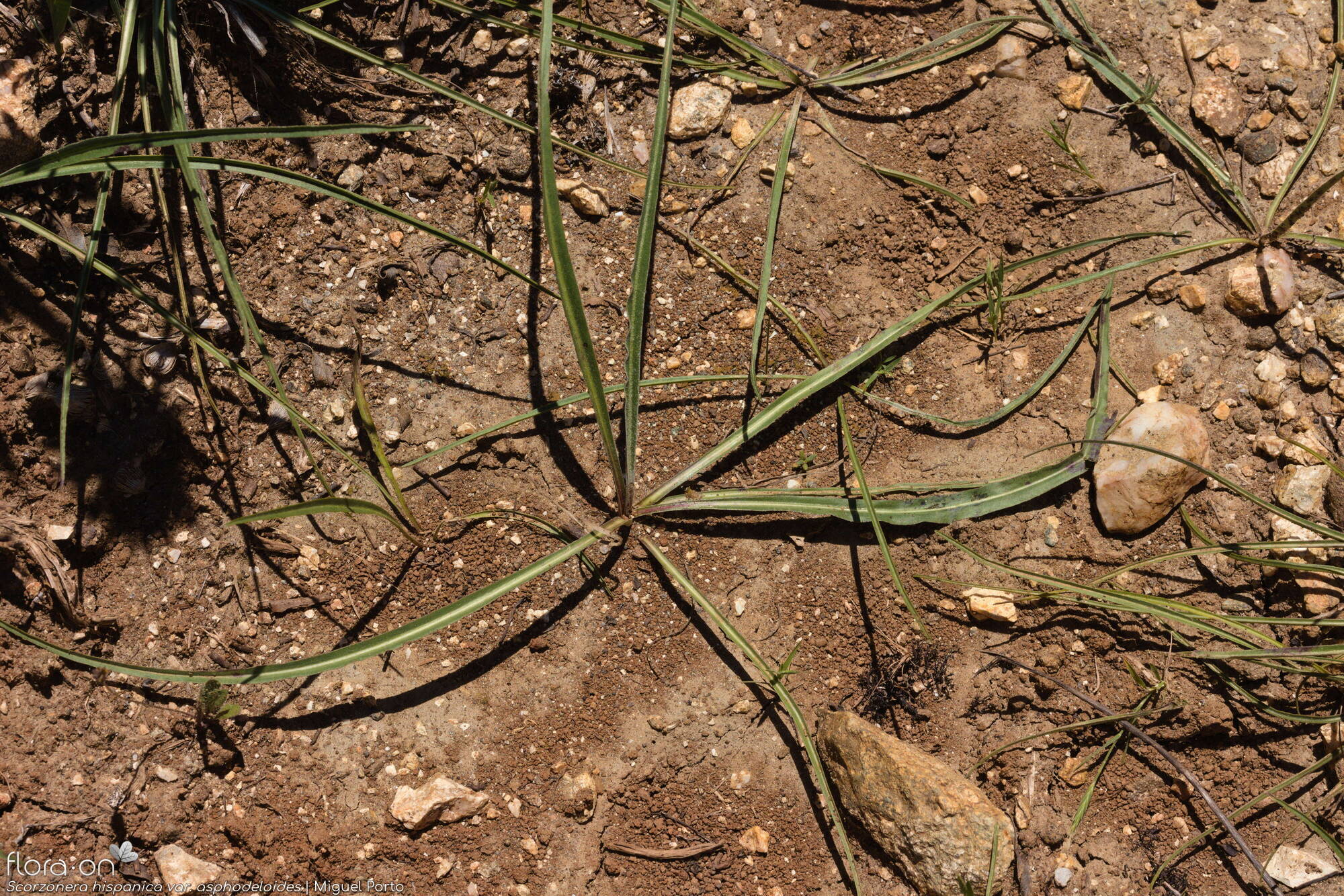 Scorzonera hispanica - Folha (geral) | Miguel Porto; CC BY-NC 4.0