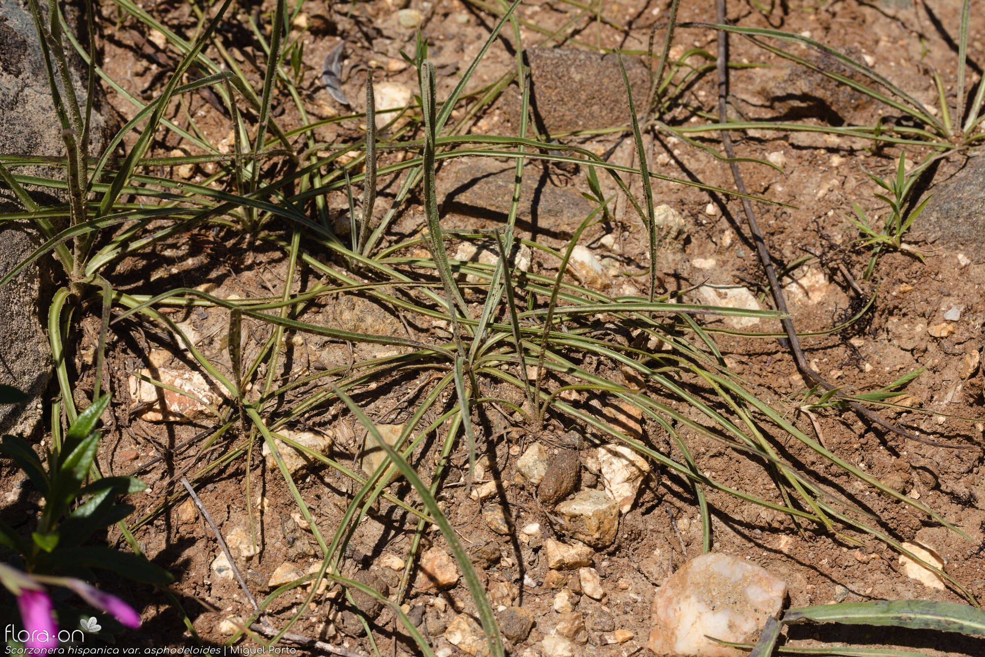 Scorzonera hispanica - Folha (geral) | Miguel Porto; CC BY-NC 4.0