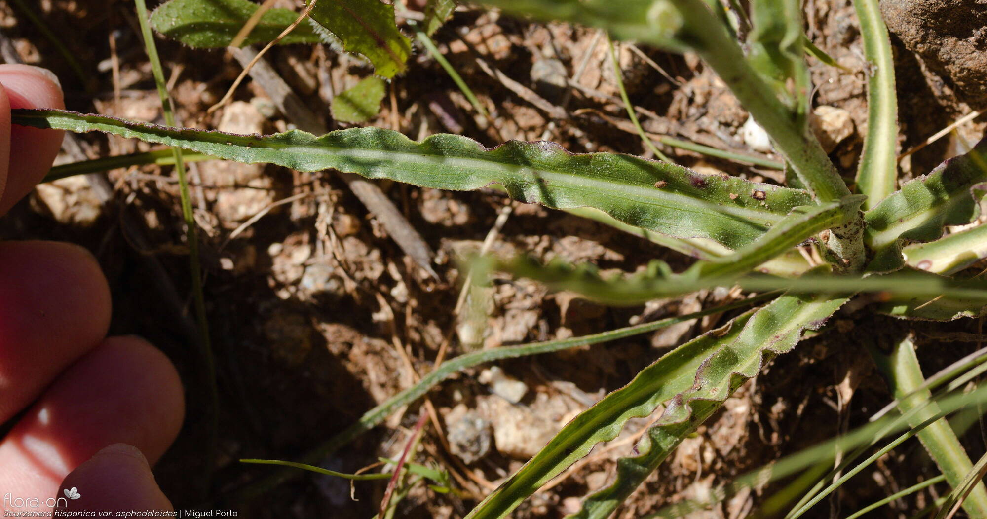 Scorzonera hispanica - Folha | Miguel Porto; CC BY-NC 4.0