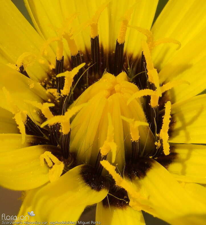 Scorzonera hispanica - Flor (close-up) | Miguel Porto; CC BY-NC 4.0