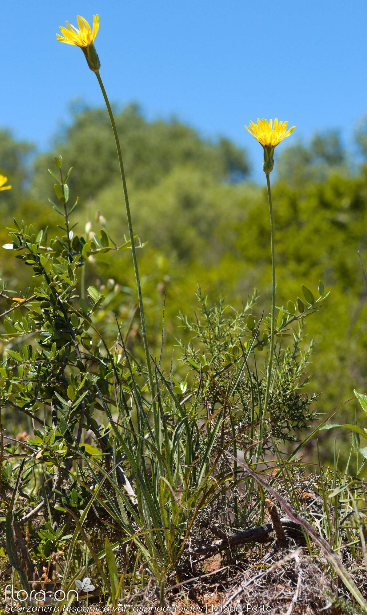 Scorzonera hispanica - Hábito | Miguel Porto; CC BY-NC 4.0