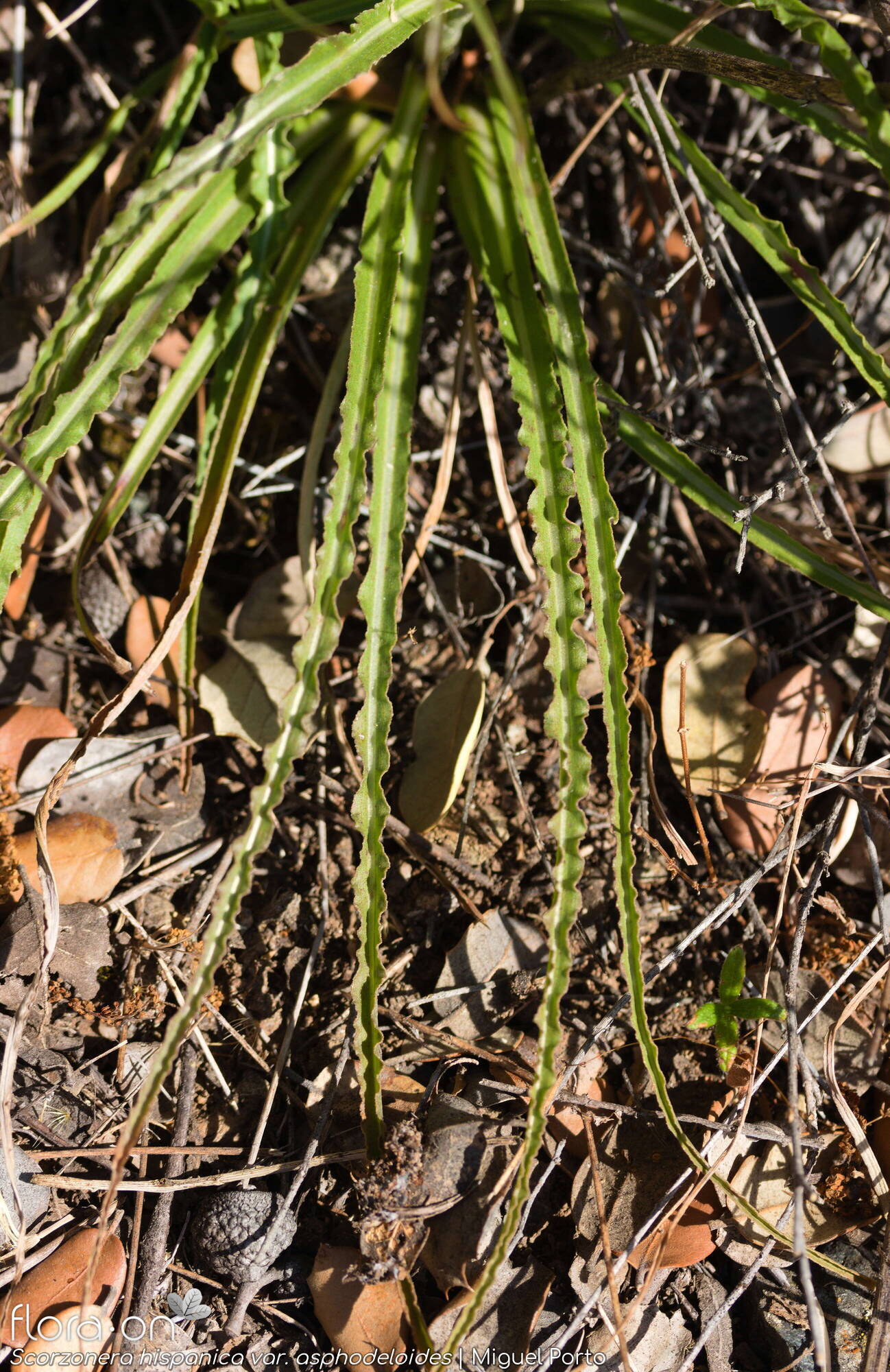 Scorzonera hispanica - Folha | Miguel Porto; CC BY-NC 4.0