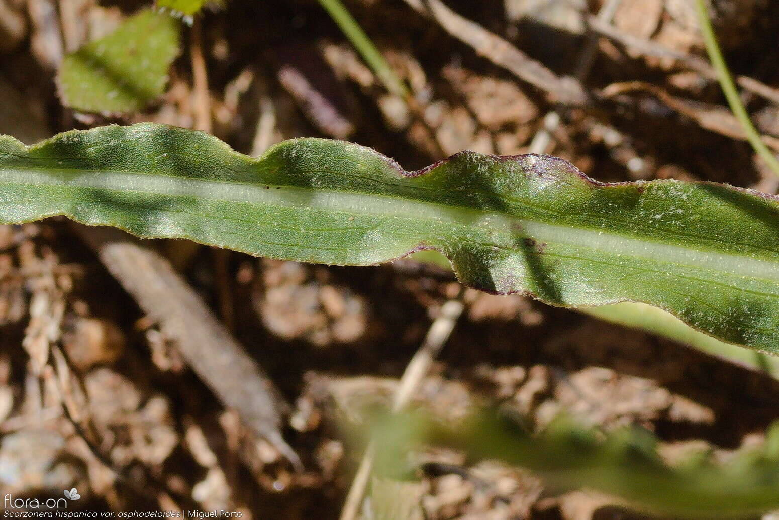 Scorzonera hispanica - Folha | Miguel Porto; CC BY-NC 4.0