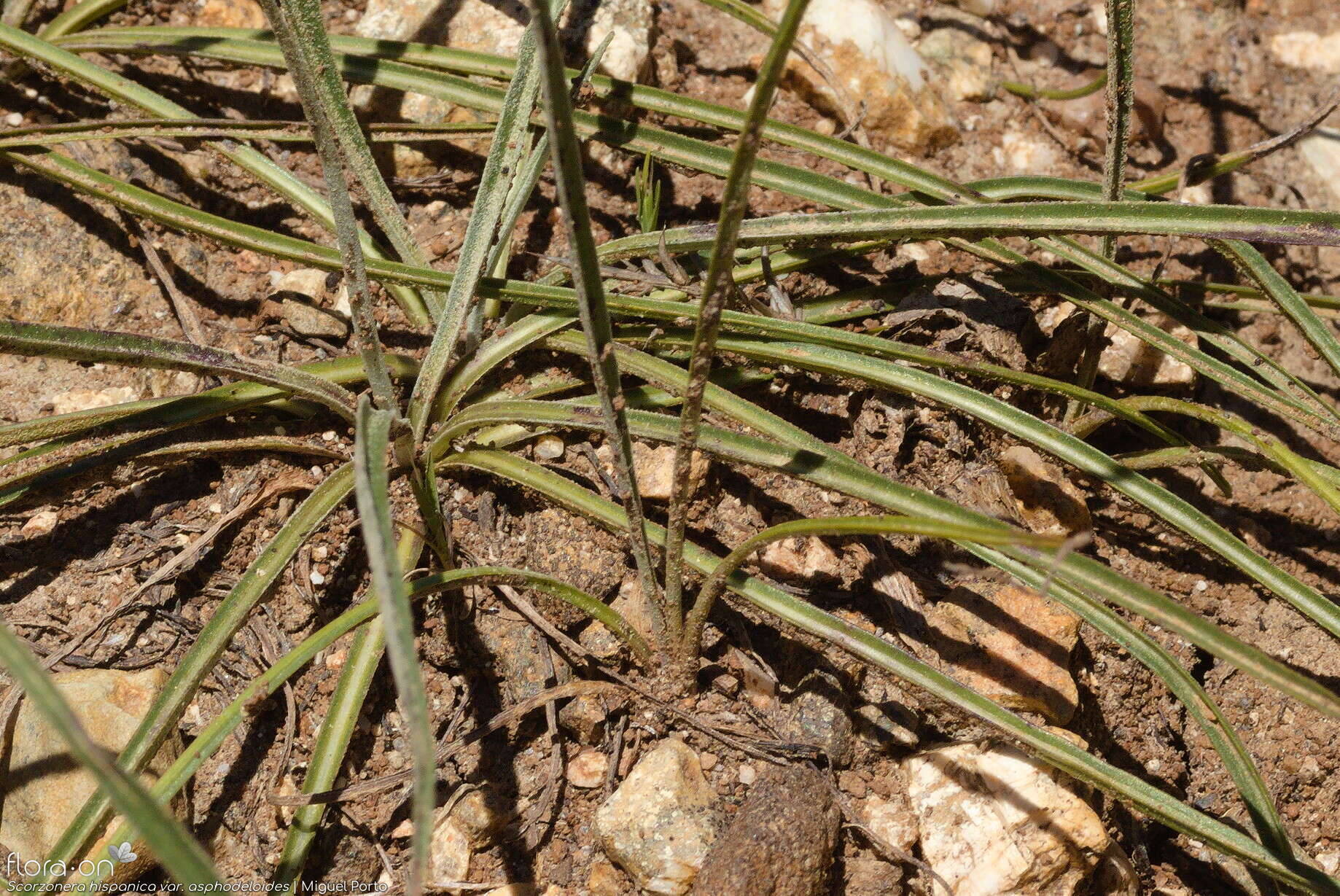 Scorzonera hispanica - Folha (geral) | Miguel Porto; CC BY-NC 4.0
