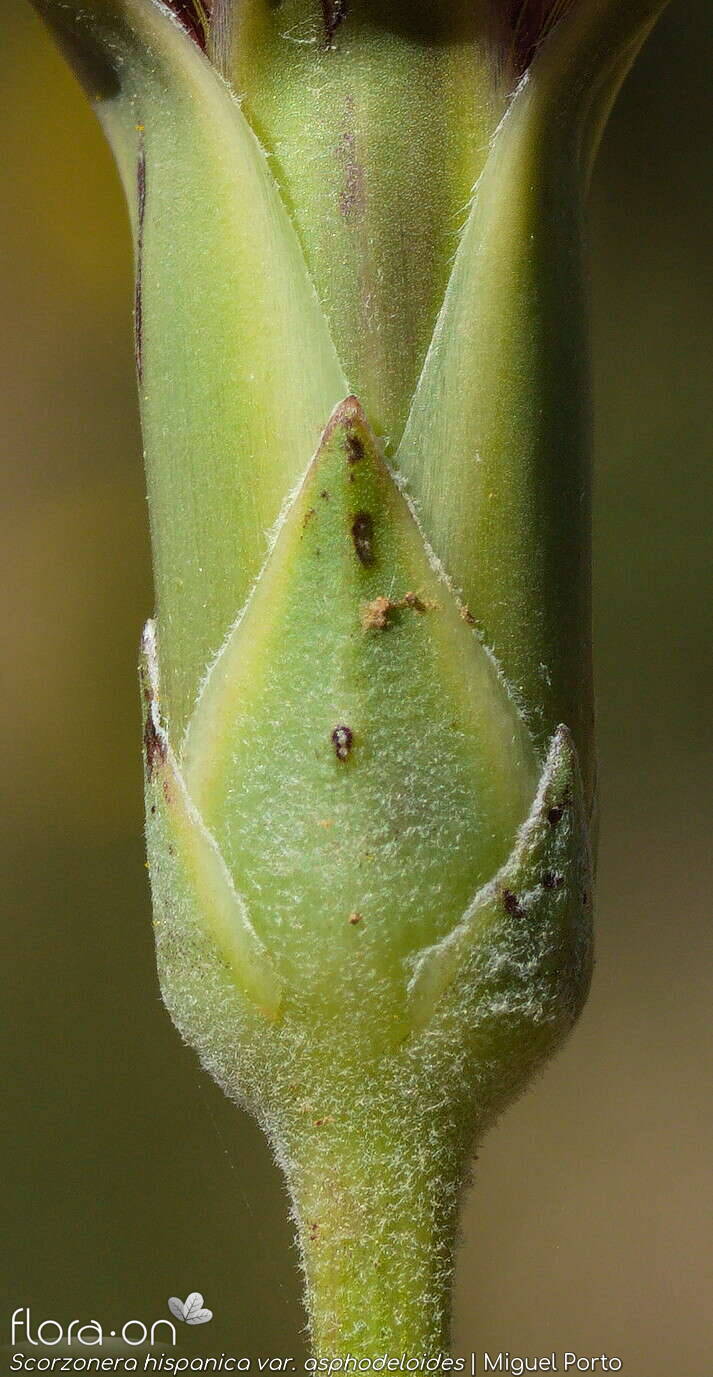 Scorzonera hispanica - Bráctea | Miguel Porto; CC BY-NC 4.0
