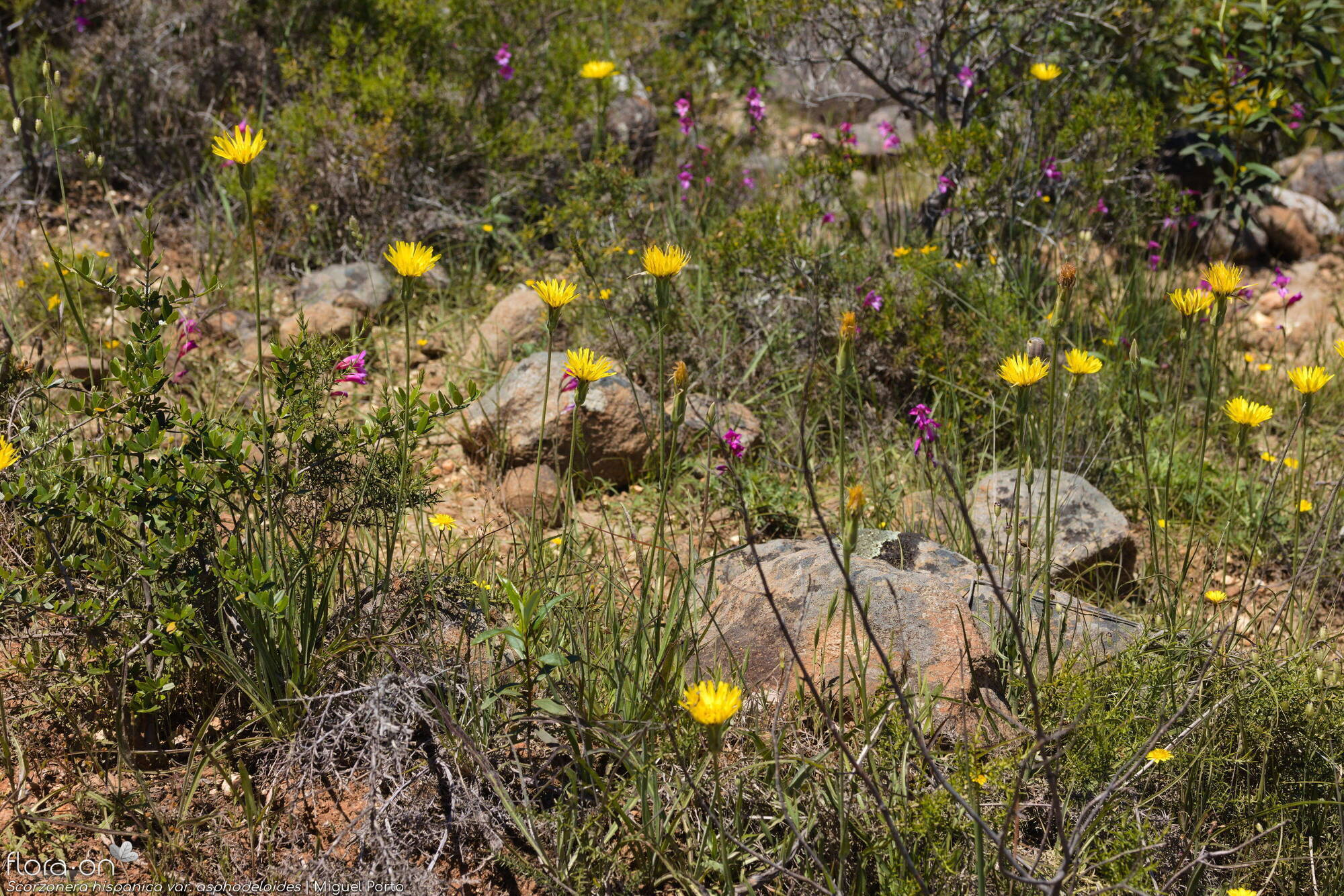 Scorzonera hispanica - Hábito | Miguel Porto; CC BY-NC 4.0