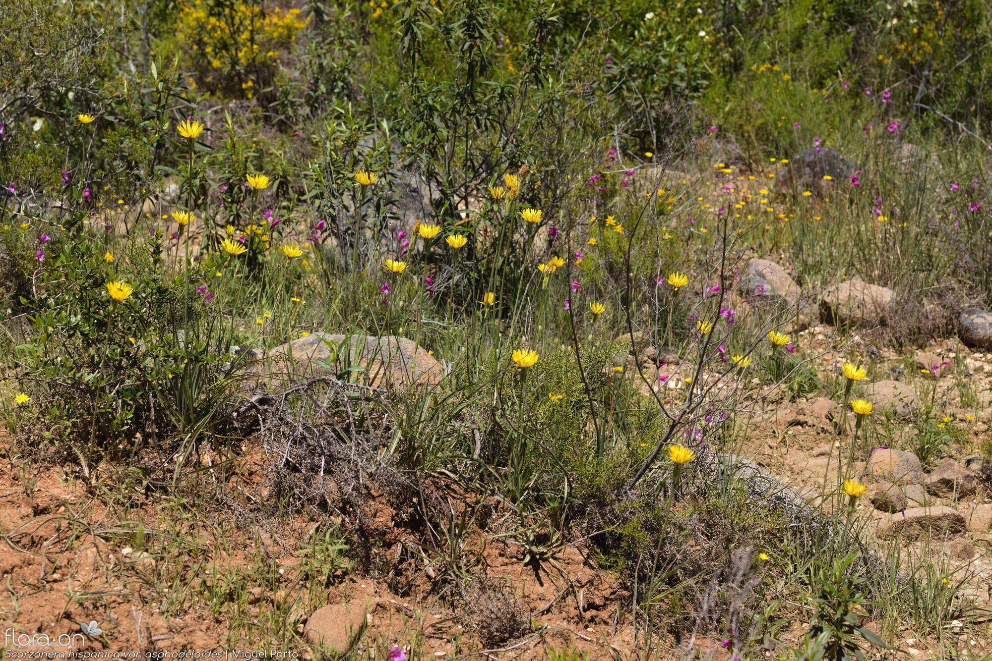 Scorzonera hispanica - Habitat | Miguel Porto; CC BY-NC 4.0