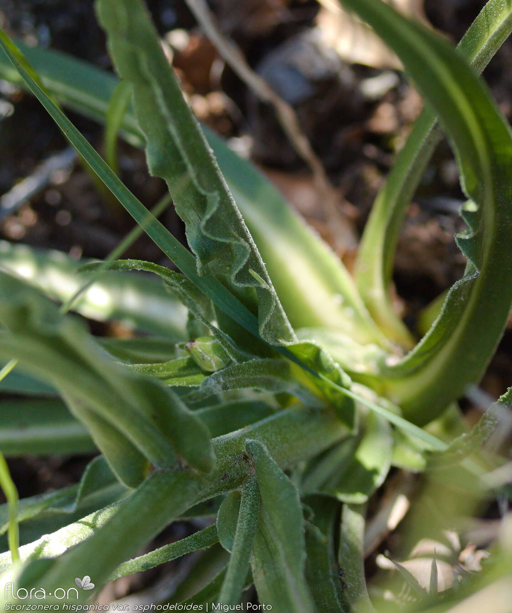 Scorzonera hispanica - Folha | Miguel Porto; CC BY-NC 4.0