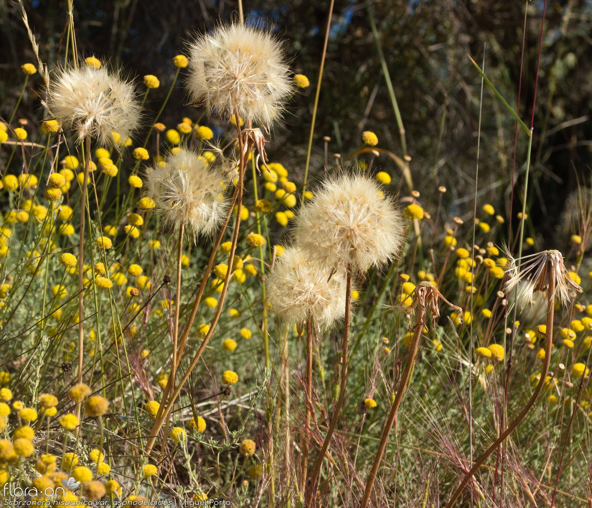Scorzonera hispanica - Capítulo frutífero | Miguel Porto; CC BY-NC 4.0