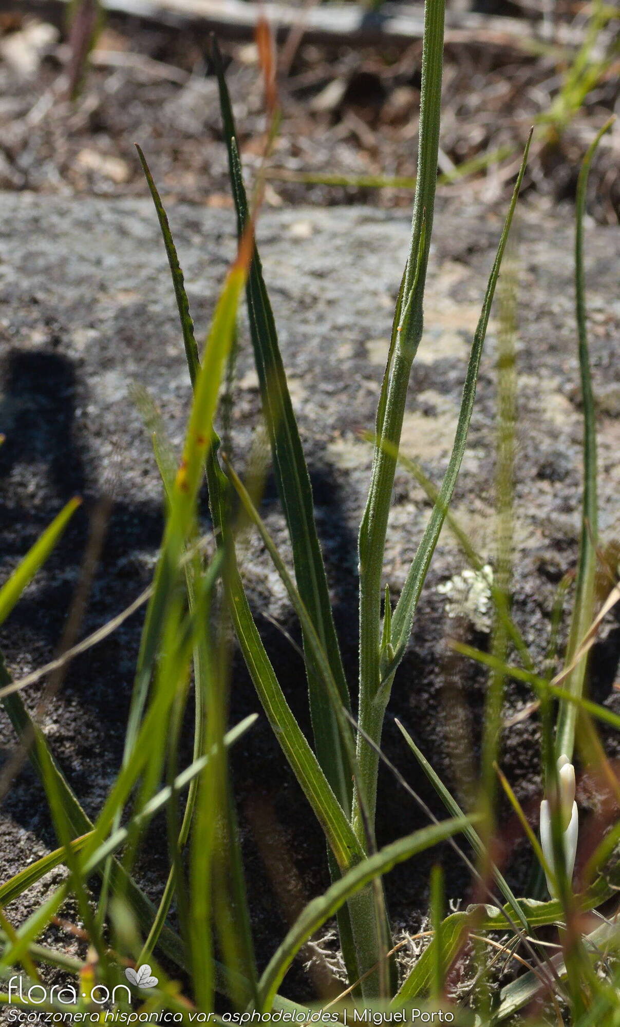 Scorzonera hispanica - Folha (geral) | Miguel Porto; CC BY-NC 4.0