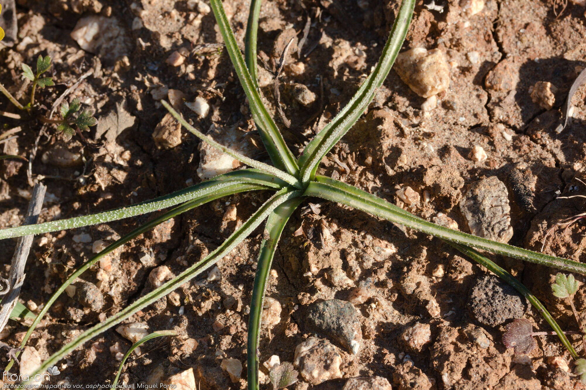 Scorzonera hispanica - Folha (geral) | Miguel Porto; CC BY-NC 4.0