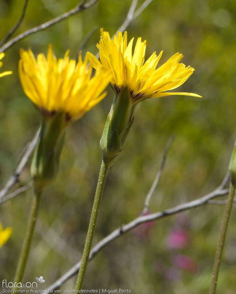 Scorzonera hispanica - Flor (geral) | Miguel Porto; CC BY-NC 4.0