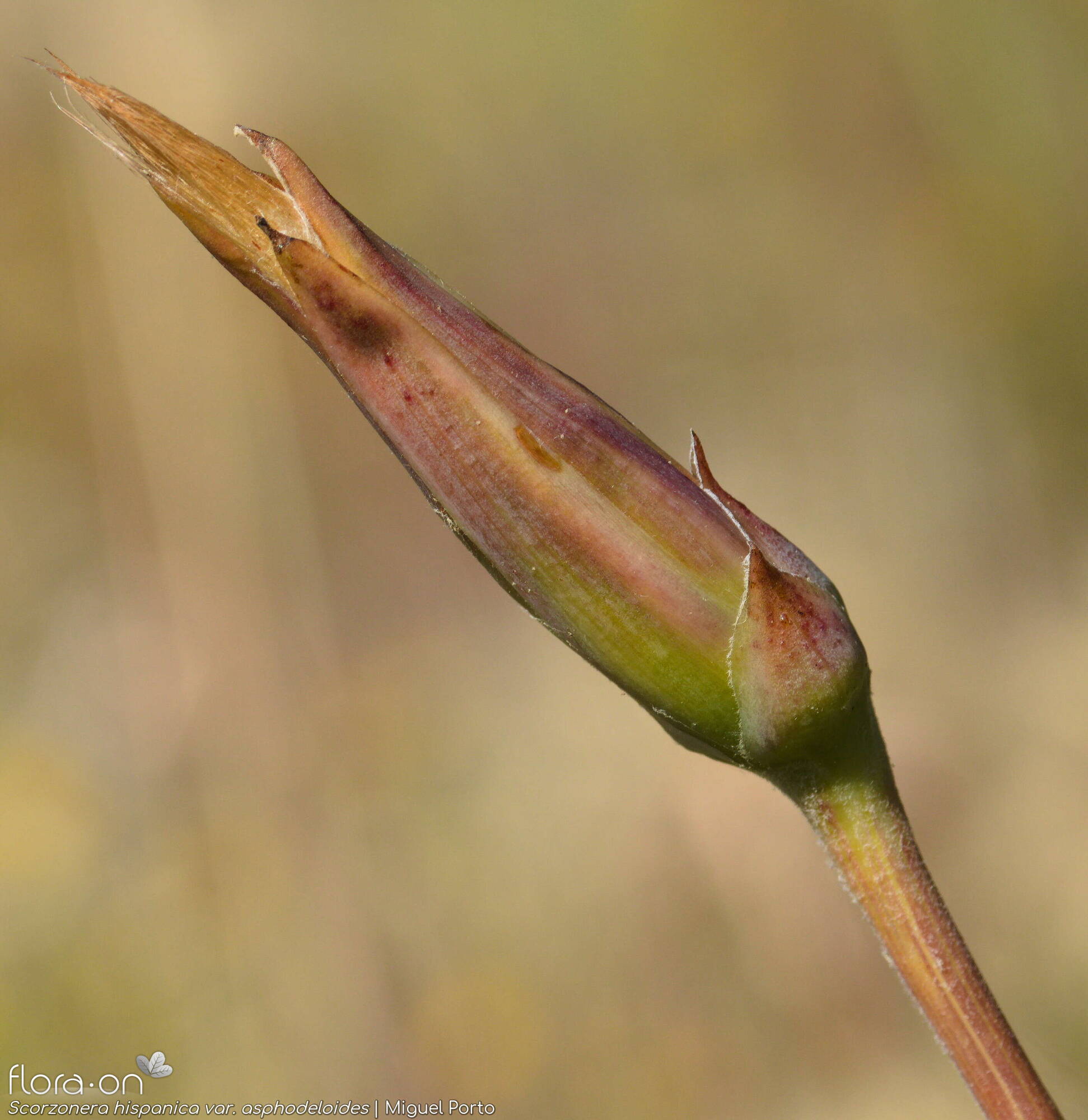 Scorzonera hispanica - Capítulo | Miguel Porto; CC BY-NC 4.0