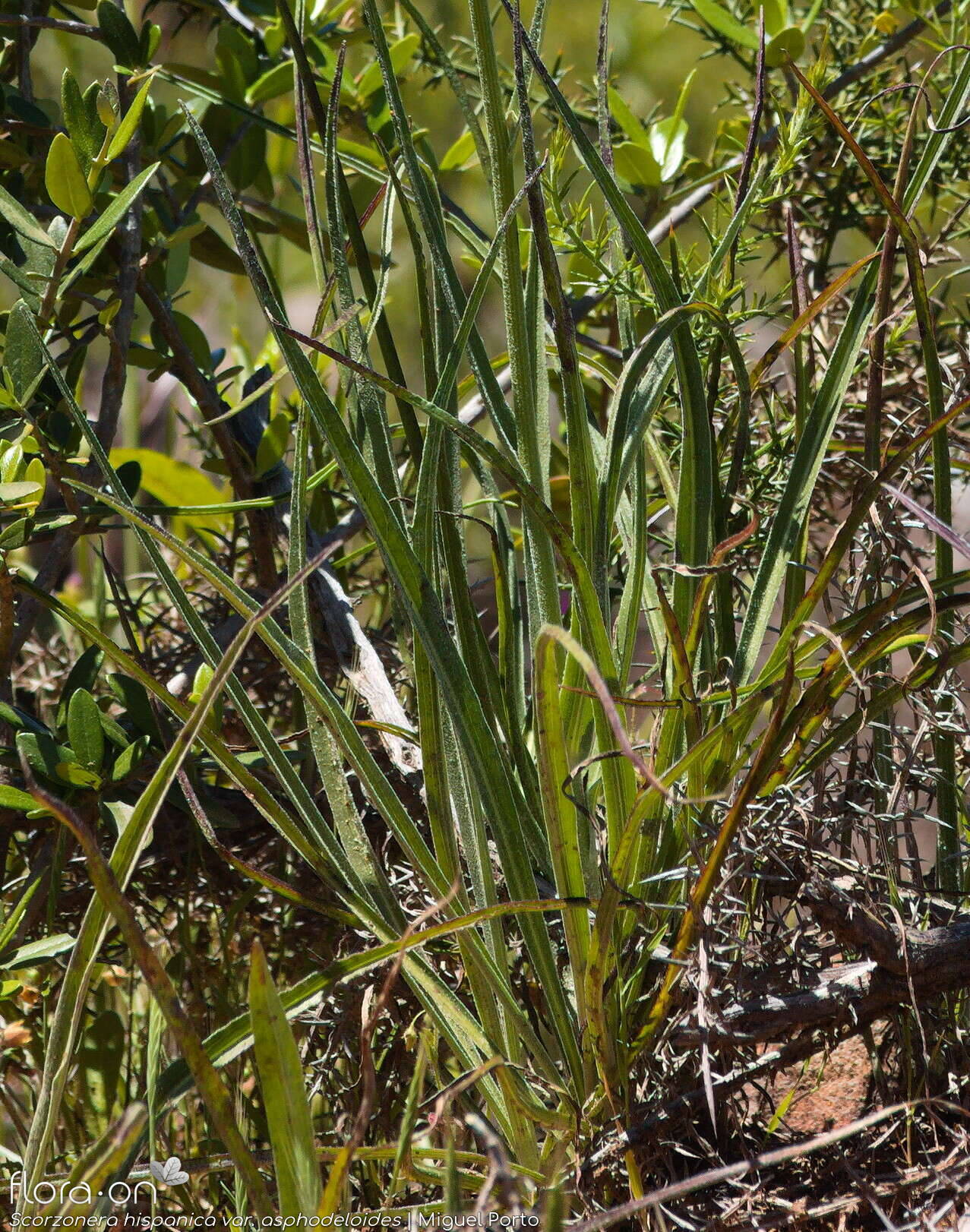 Scorzonera hispanica - Folha (geral) | Miguel Porto; CC BY-NC 4.0
