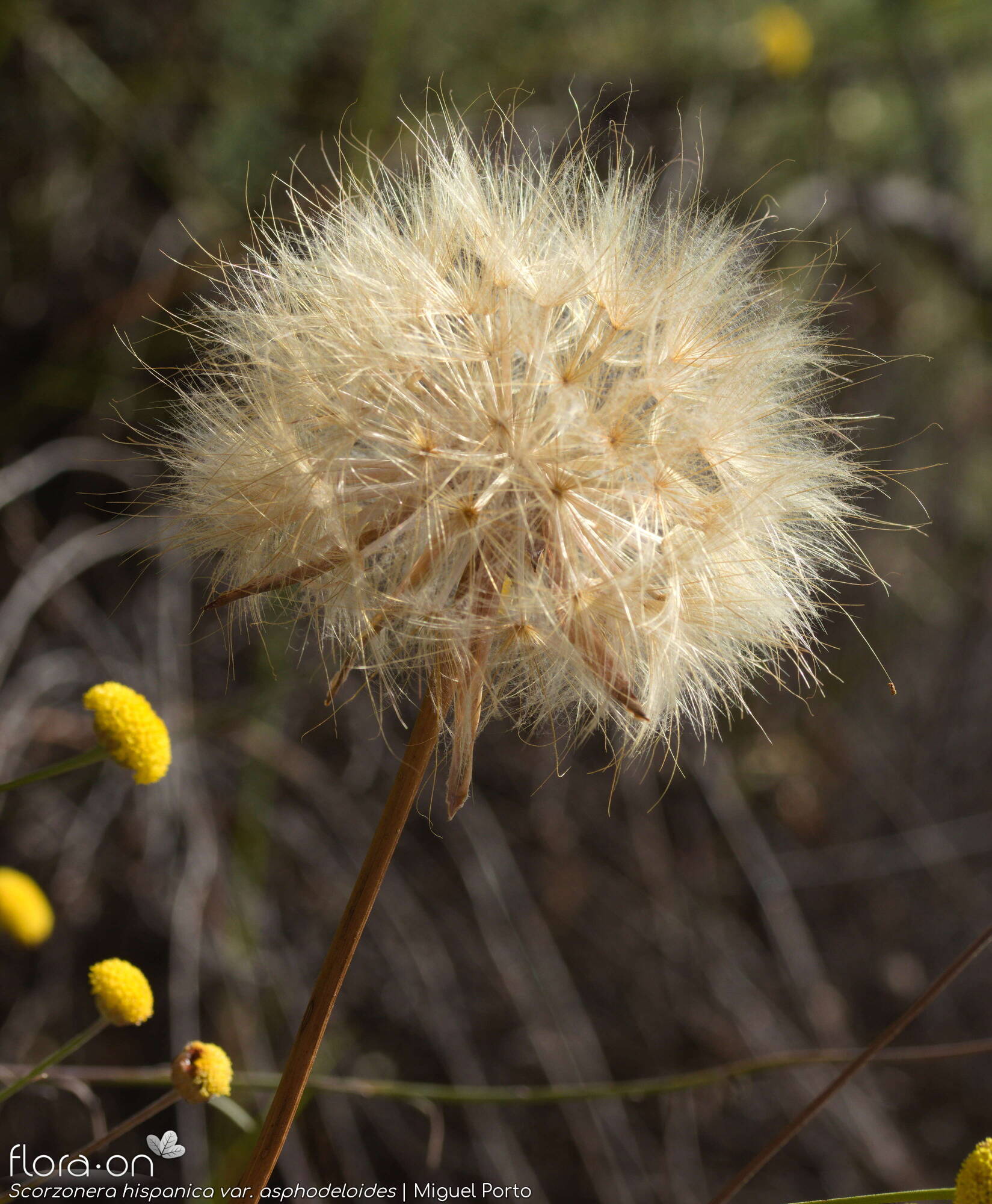 Scorzonera hispanica - Capítulo frutífero | Miguel Porto; CC BY-NC 4.0