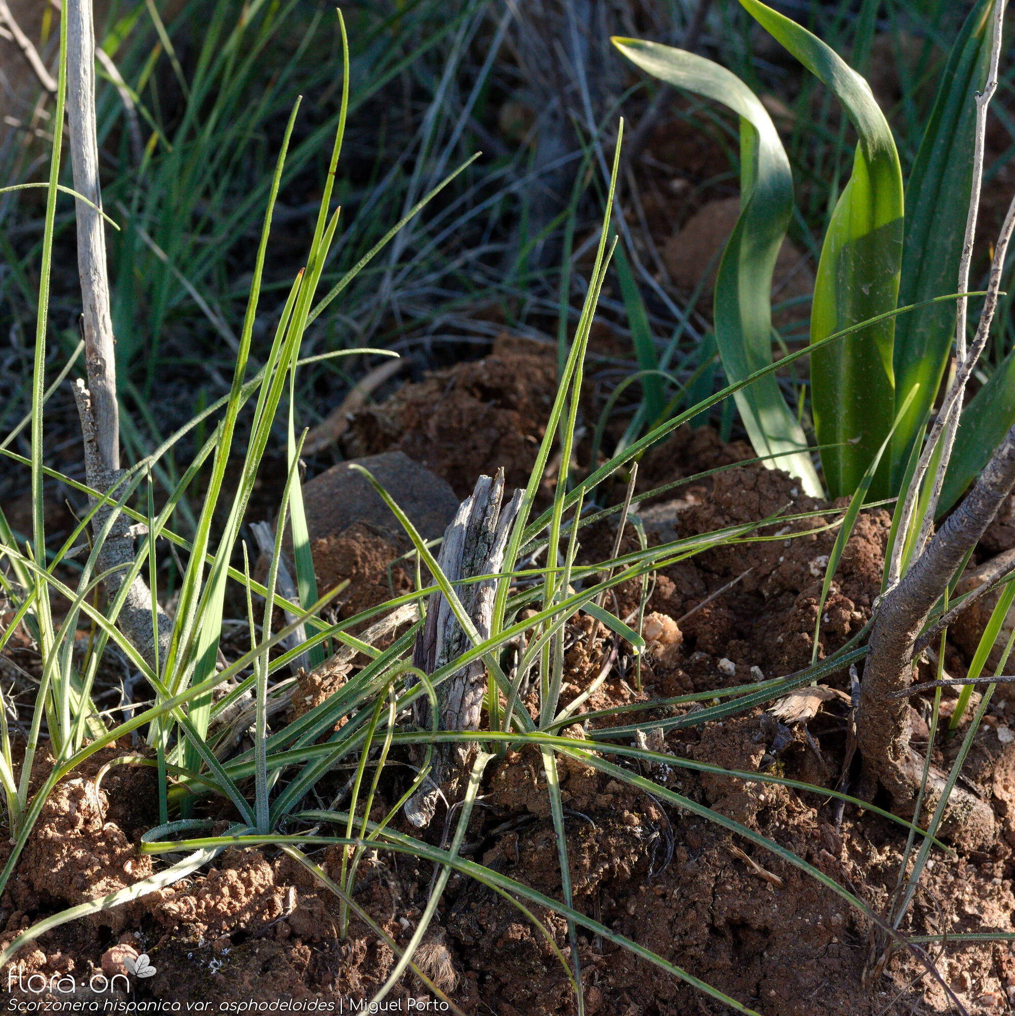 Scorzonera hispanica - Folha (geral) | Miguel Porto; CC BY-NC 4.0