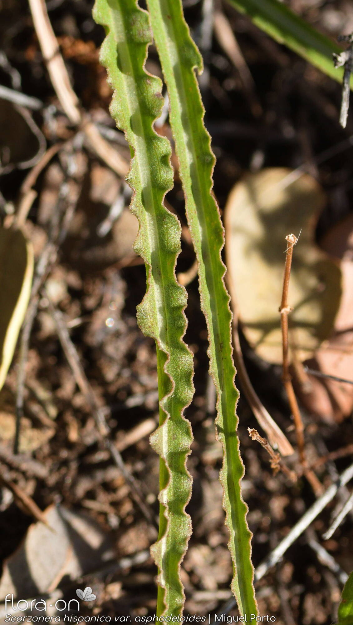 Scorzonera hispanica - Folha | Miguel Porto; CC BY-NC 4.0