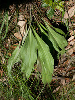 Scorzonera humilis