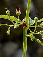 Scrophularia bourgaeana