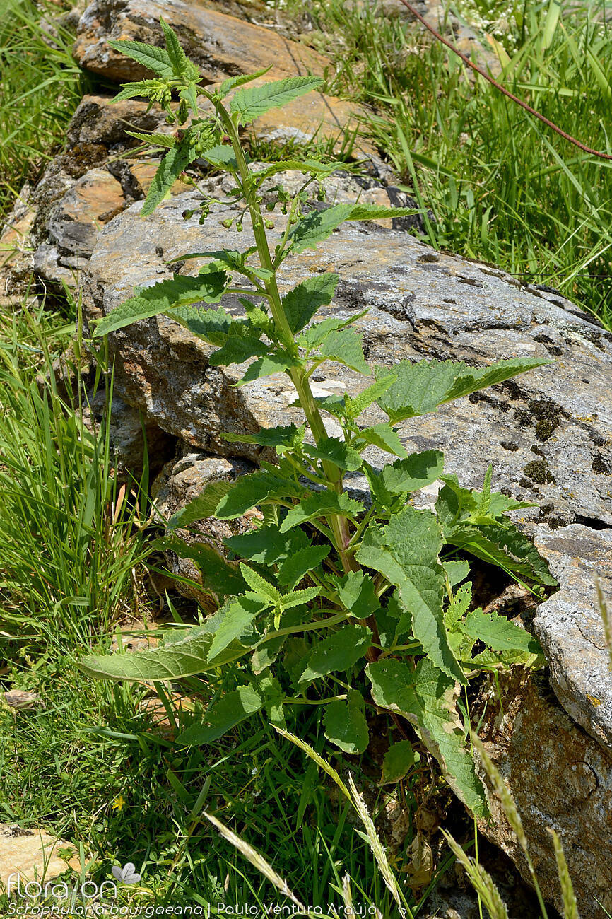 Scrophularia bourgaeana - Hábito | Paulo Ventura Araújo; CC BY-NC 4.0
