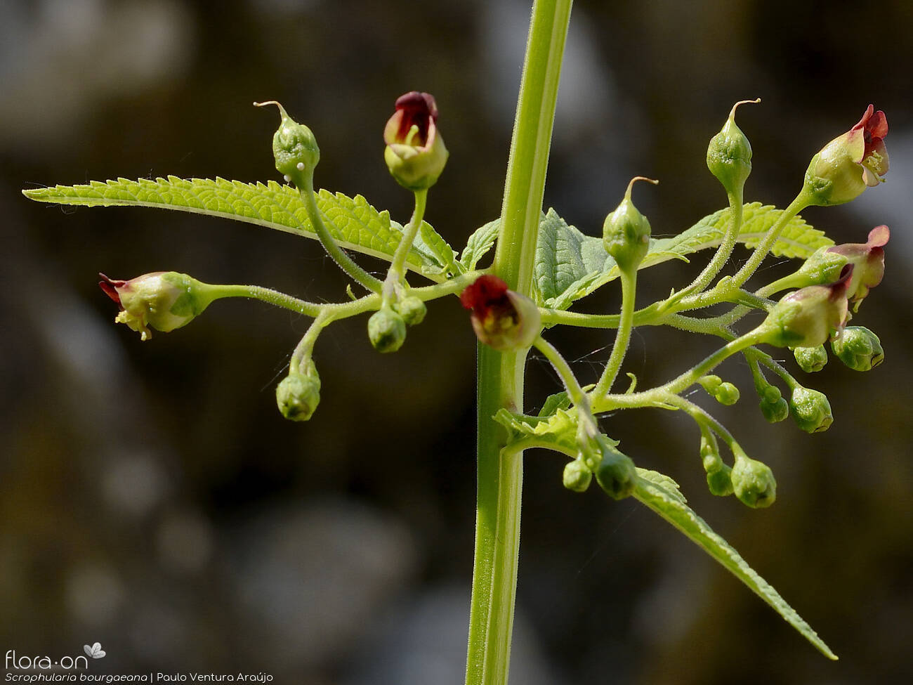 Scrophularia bourgaeana - Flor (geral) | Paulo Ventura Araújo; CC BY-NC 4.0