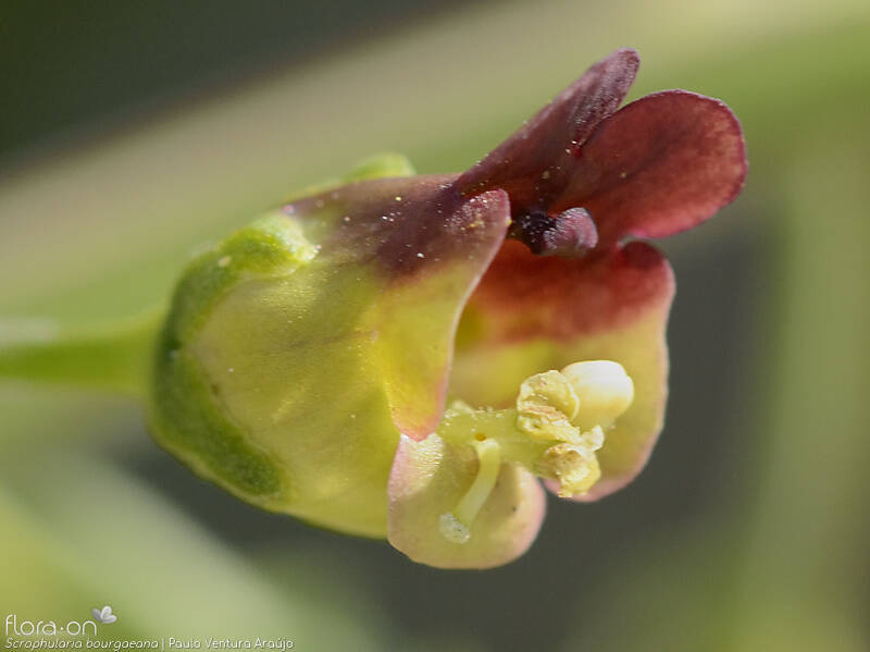 Scrophularia bourgaeana - Flor (close-up) | Paulo Ventura Araújo; CC BY-NC 4.0