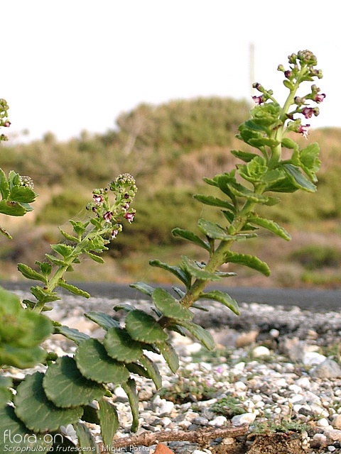 Scrophularia frutescens - Flor (geral) | Miguel Porto; CC BY-NC 4.0