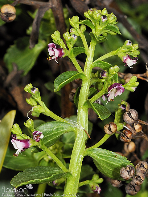 Scrophularia frutescens - Flor (geral) | Paulo Ventura Araújo; CC BY-NC 4.0