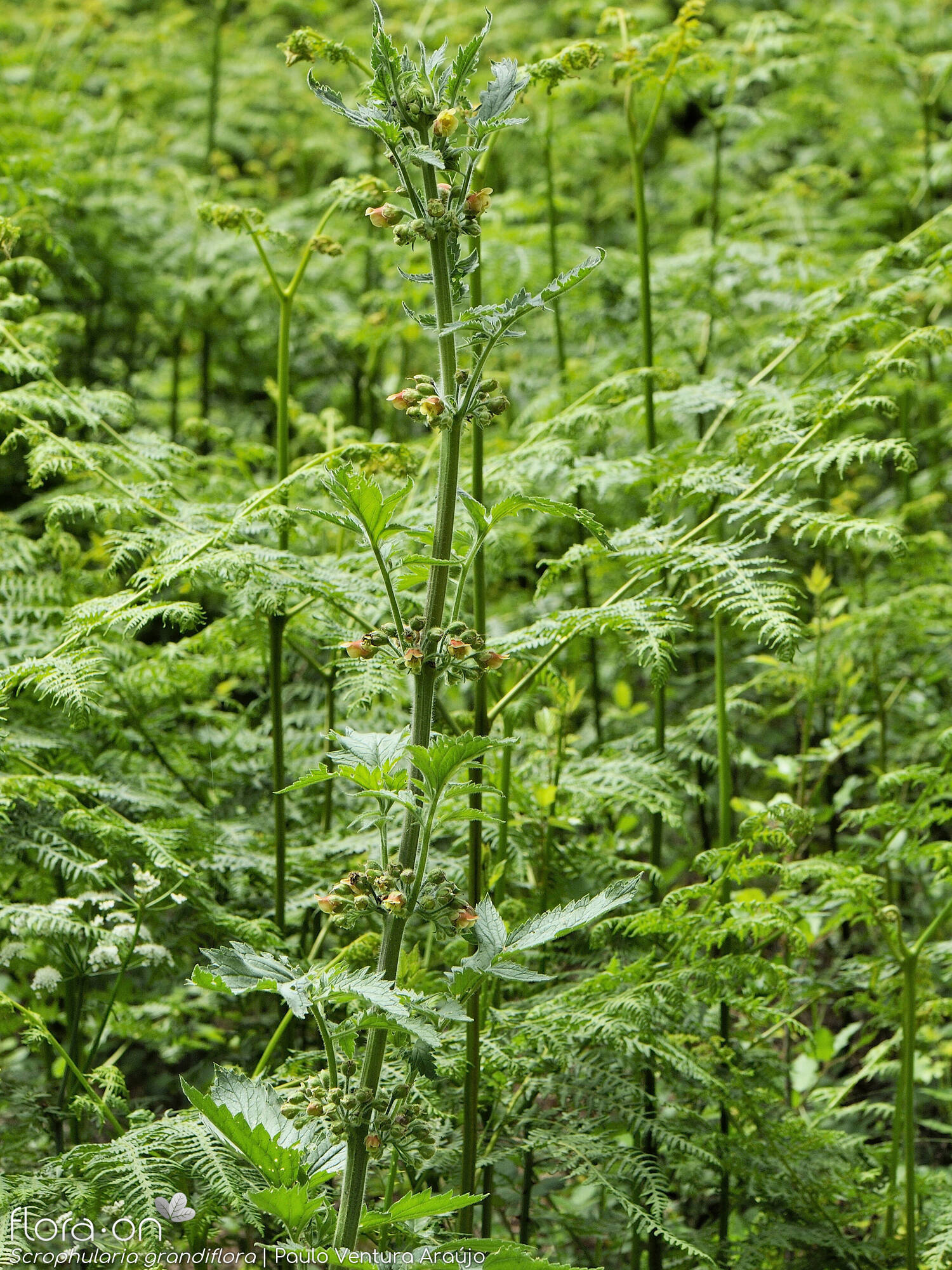 Scrophularia grandiflora - Hábito | Paulo Ventura Araújo; CC BY-NC 4.0