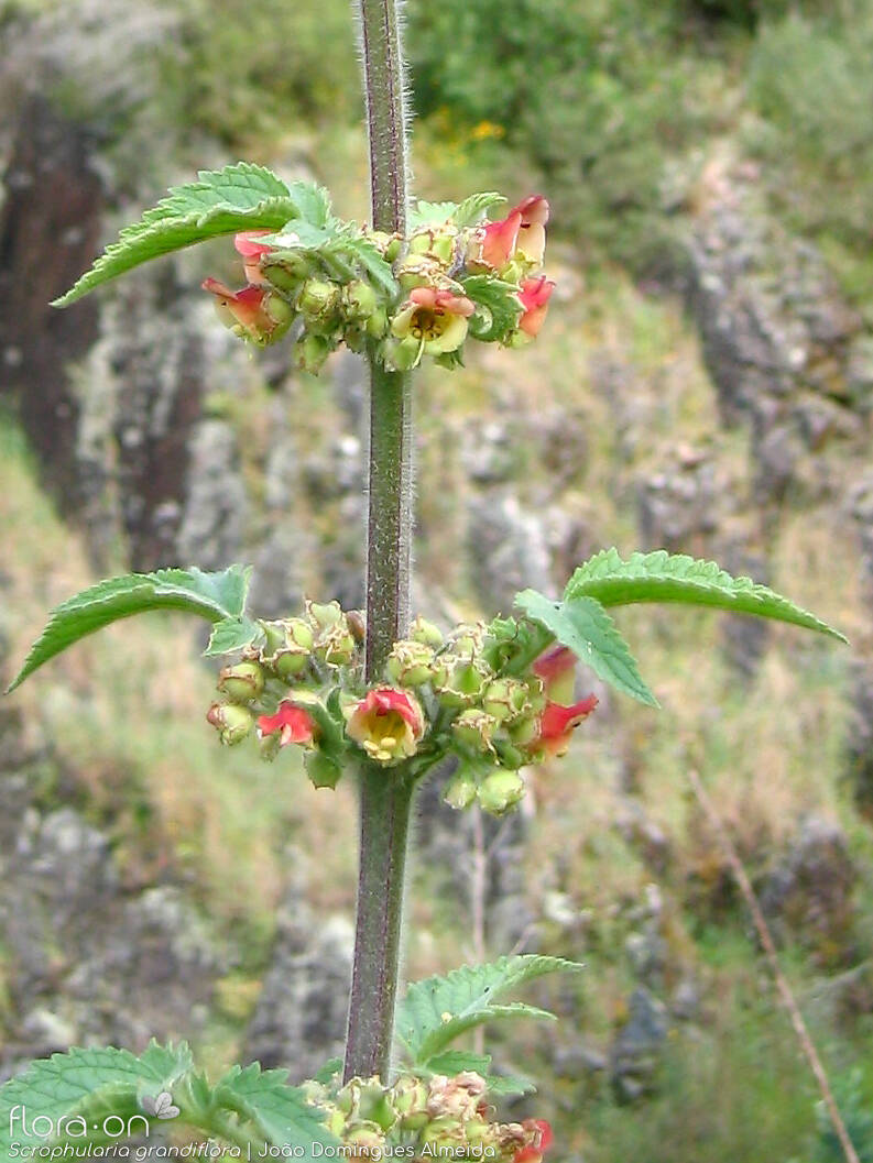 Scrophularia grandiflora - Flor (geral) | João Domingues Almeida; CC BY-NC 4.0