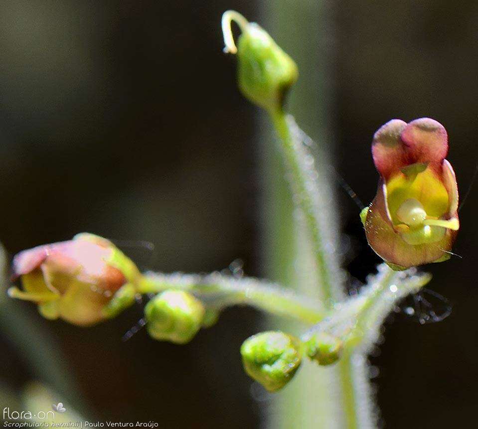 Scrophularia herminii - Flor (close-up) | Paulo Ventura Araújo; CC BY-NC 4.0