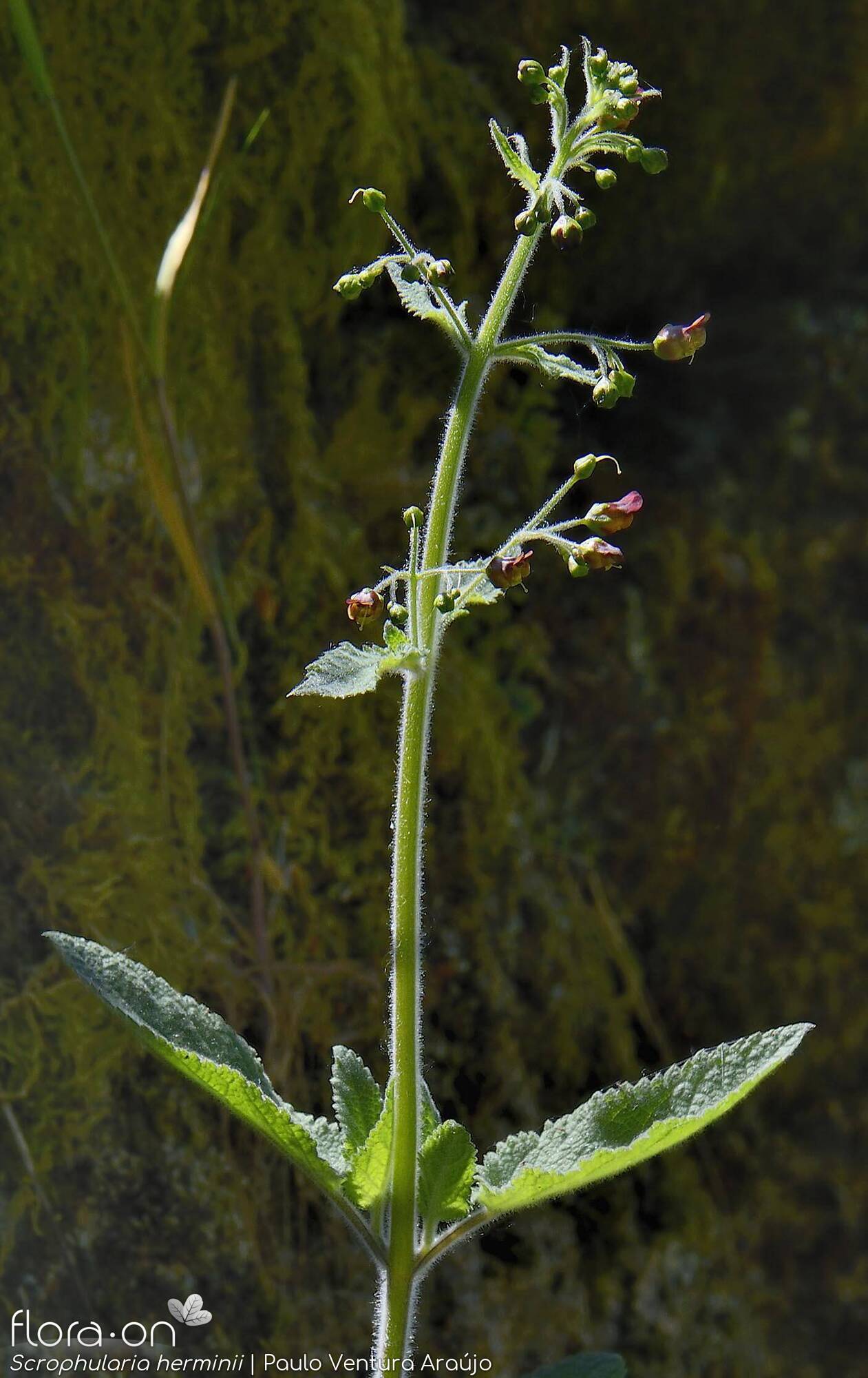 Scrophularia herminii - Flor (geral) | Paulo Ventura Araújo; CC BY-NC 4.0