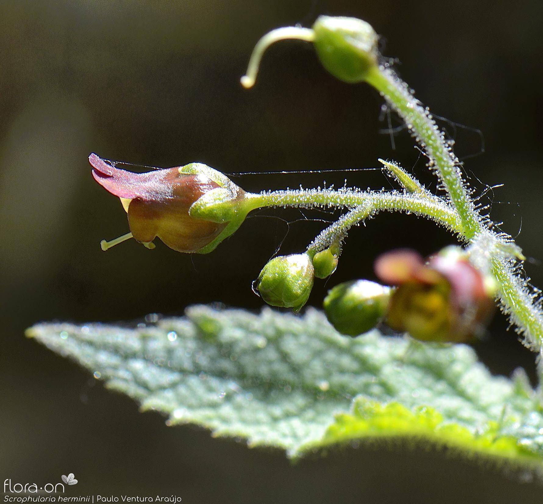 Scrophularia herminii - Flor (close-up) | Paulo Ventura Araújo; CC BY-NC 4.0