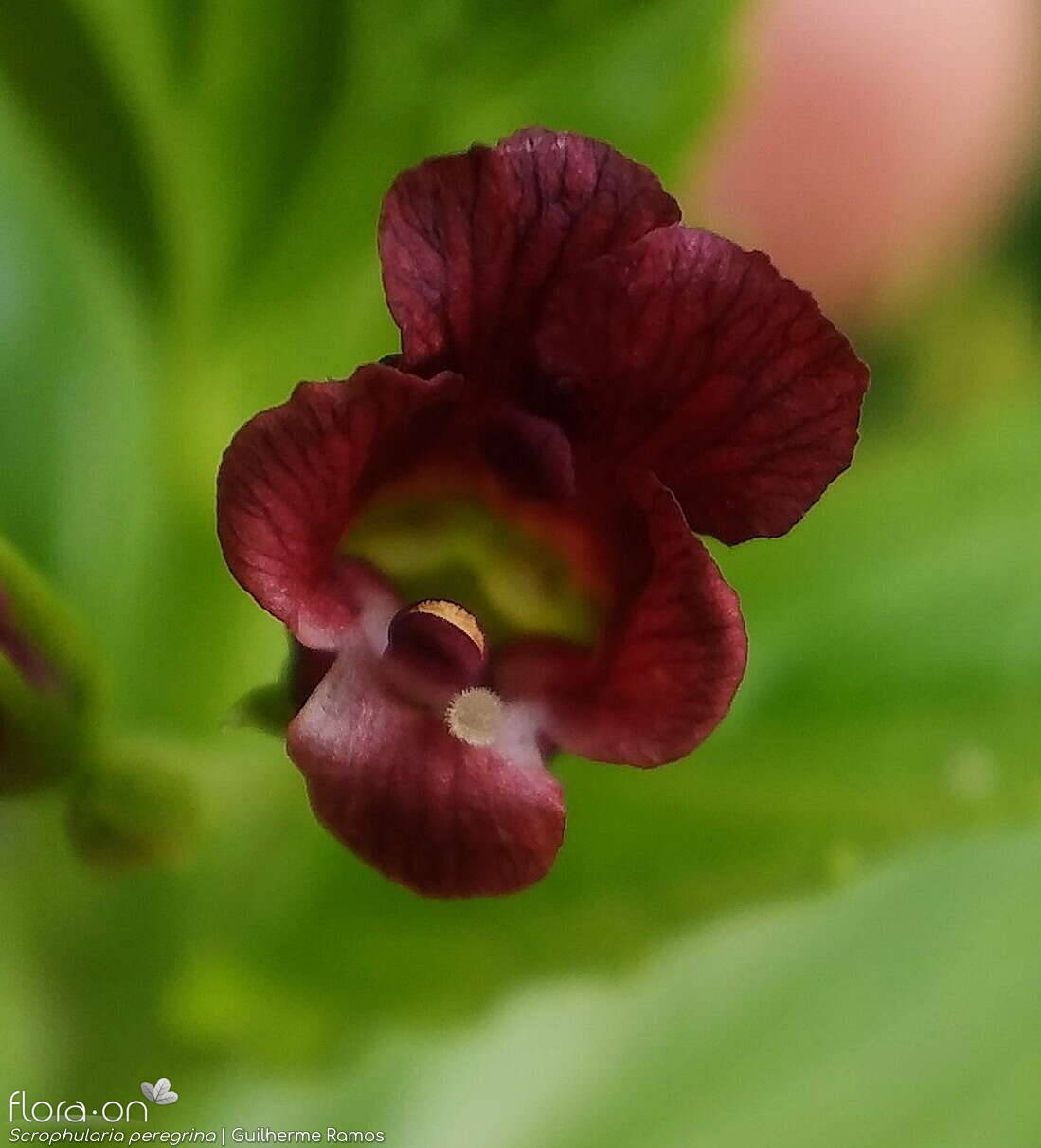 Scrophularia peregrina - Flor (close-up) | Guilherme Ramos; CC BY-NC 4.0