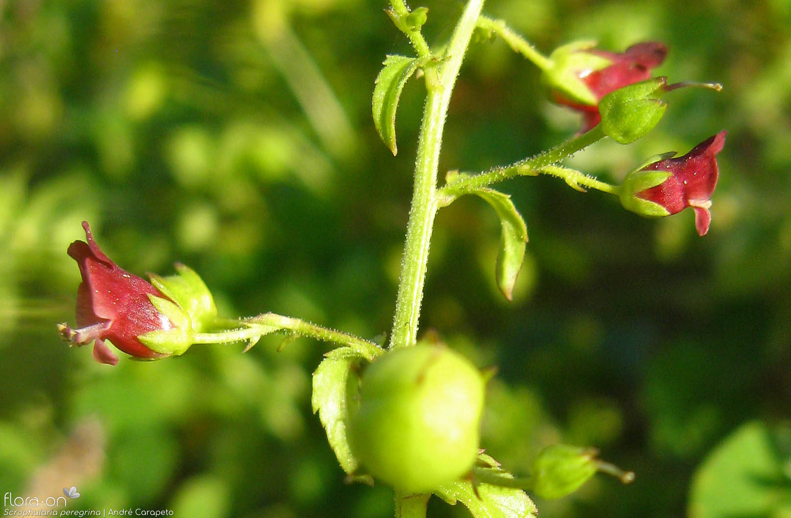 Scrophularia peregrina - Flor (close-up) | André Carapeto; CC BY-NC 4.0
